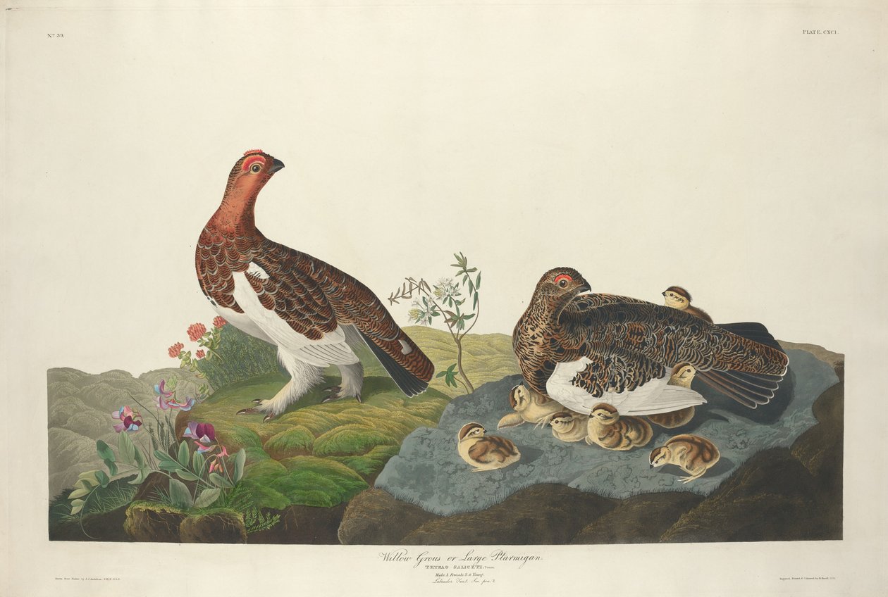 Willow Grous tekijältä Robert Havell after John James Audubon