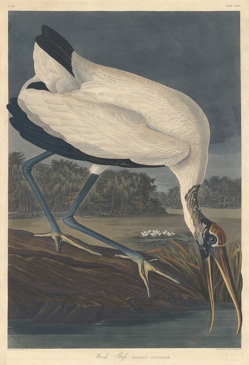 Puu Ibis tekijältä Robert Havell after John James Audubon