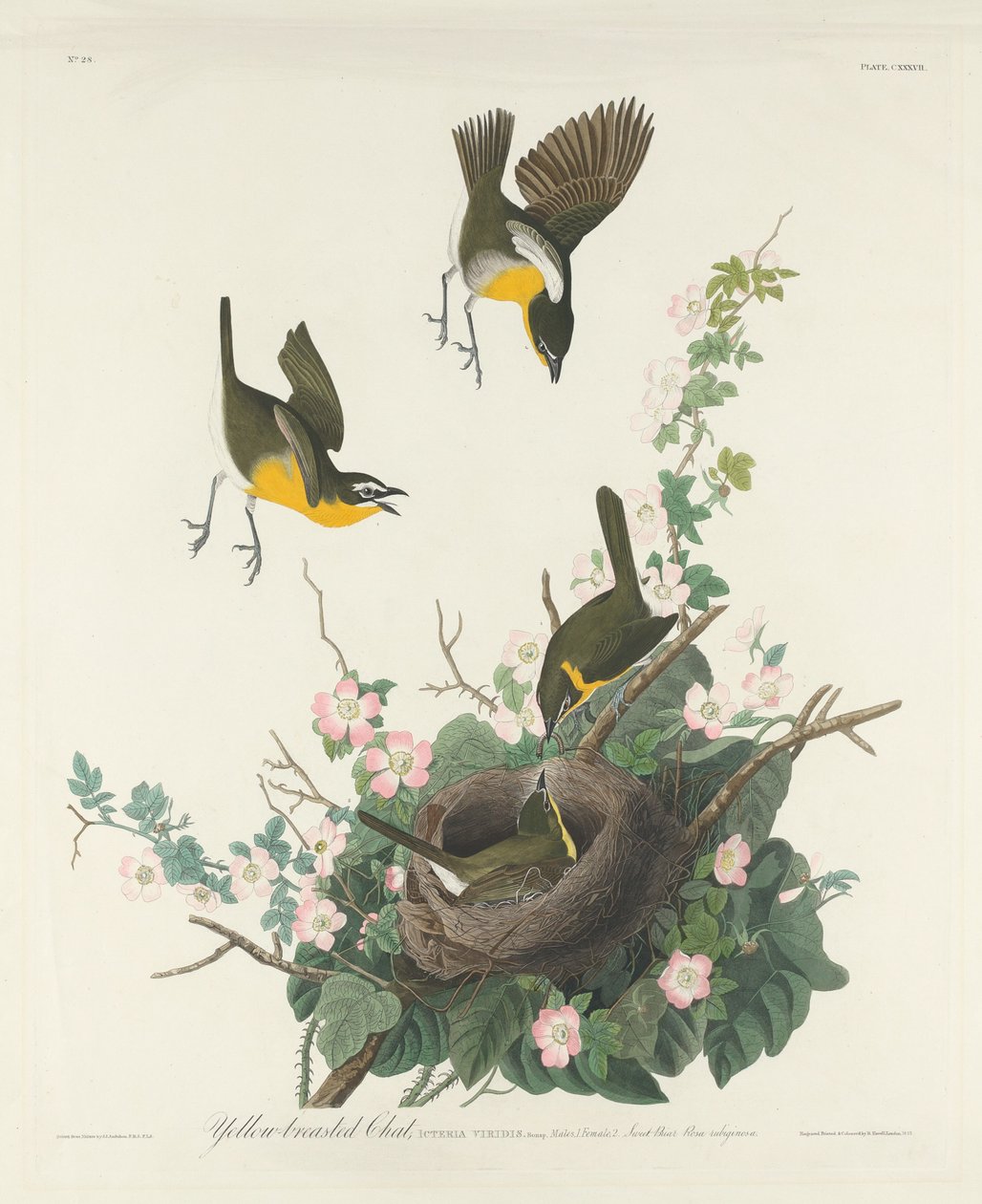 Keltarintainen Chat tekijältä Robert Havell after John James Audubon