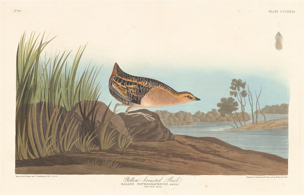 Keltarintainen Rail tekijältä Robert Havell after John James Audubon