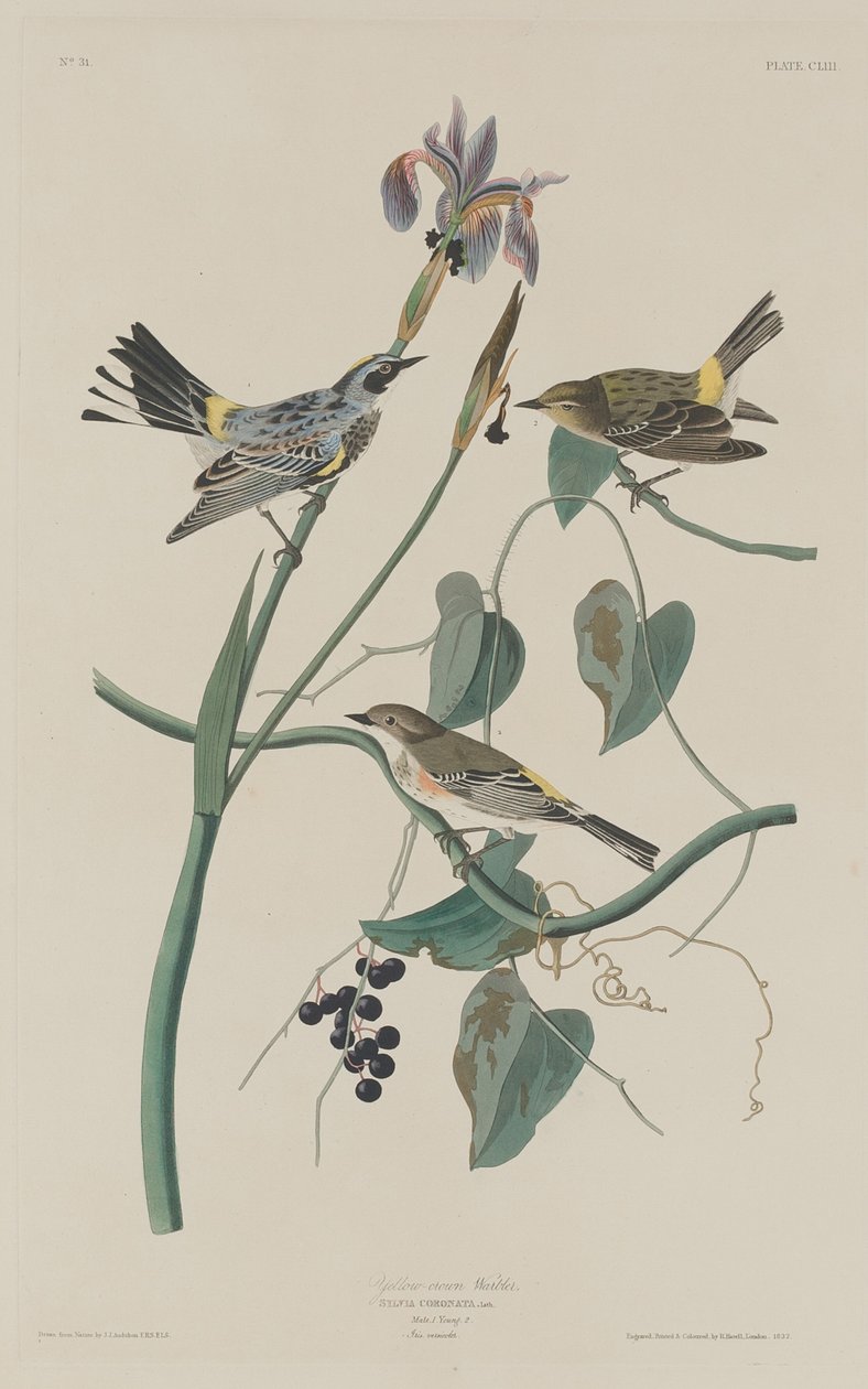 Keltakruunukirkko tekijältä Robert Havell after John James Audubon