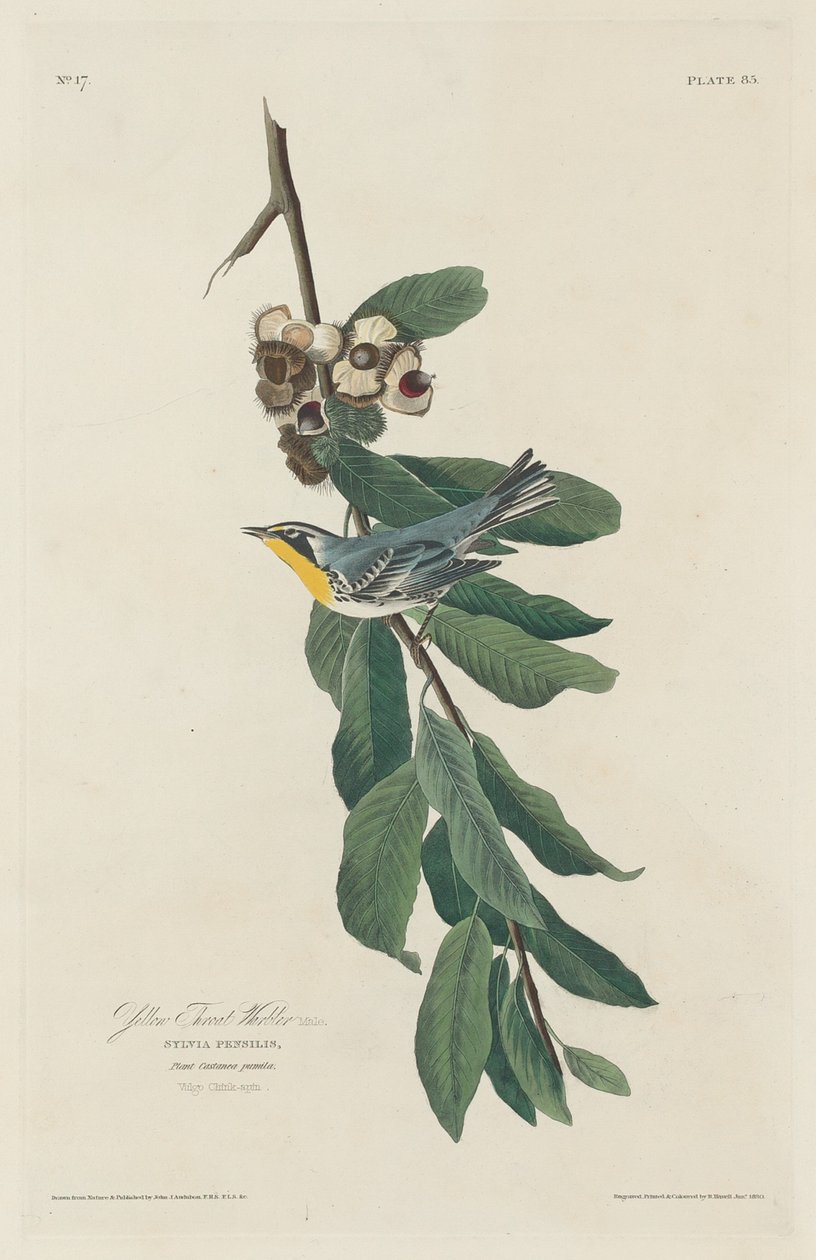 Keltakurkkukirkko tekijältä Robert Havell after John James Audubon