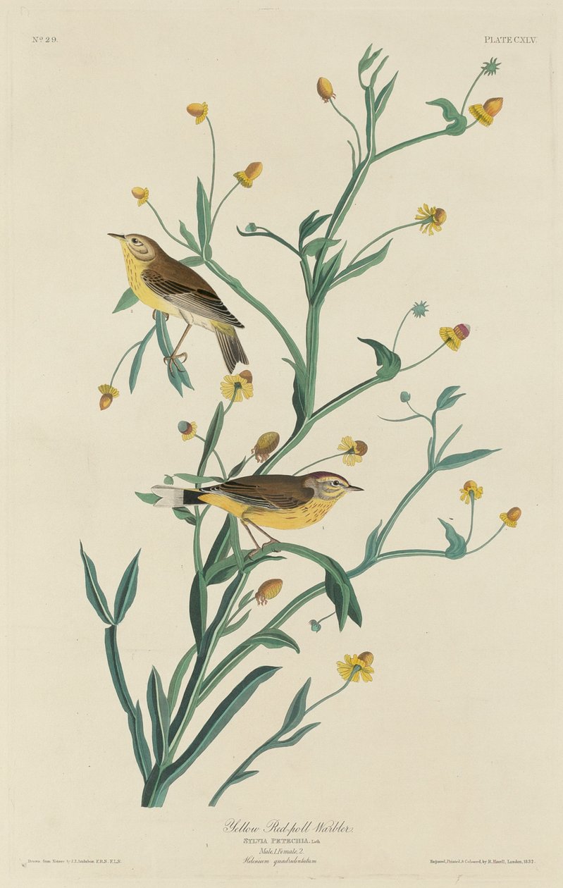 Keltainen puna-pollkirkko tekijältä Robert Havell after John James Audubon