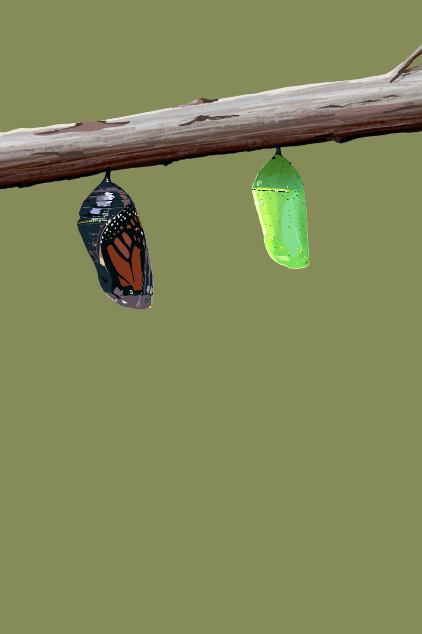Monarch Cocoons, 2022 (digitaalinen) tekijältä Roberta Murray