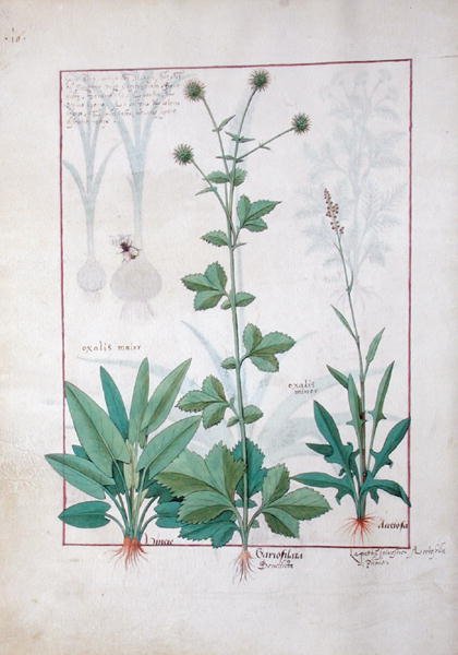 Ms Fr. Fv VI #1 fol.119v Omenavehnä ja Gariofilata (Benedicta Wood) kuvitus Mattheaus Plateariuksen (k.a.1161) yksinkertaisten lääkkeiden kirjasta (The Book of Simple Medicines) noin 1470. tekijältä Robinet Testard