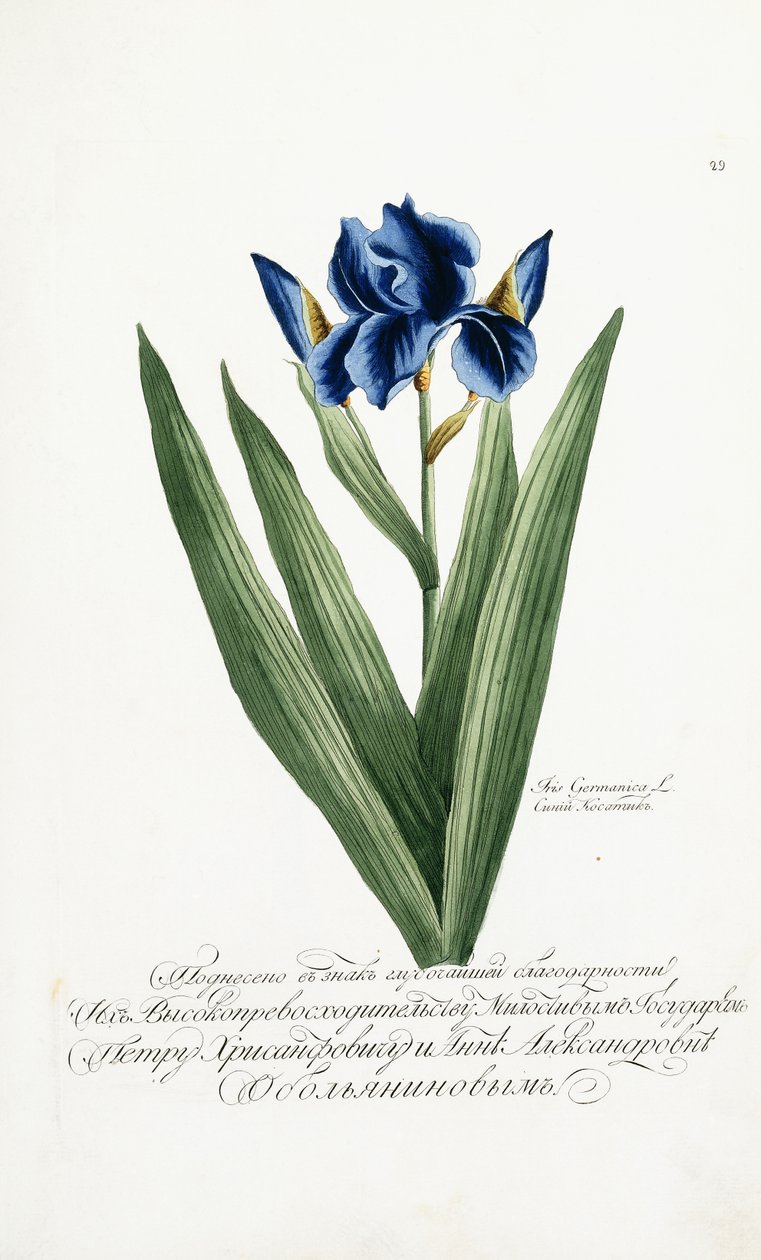 Iris Germanicus, 1797-1803 tekijältä Russian School