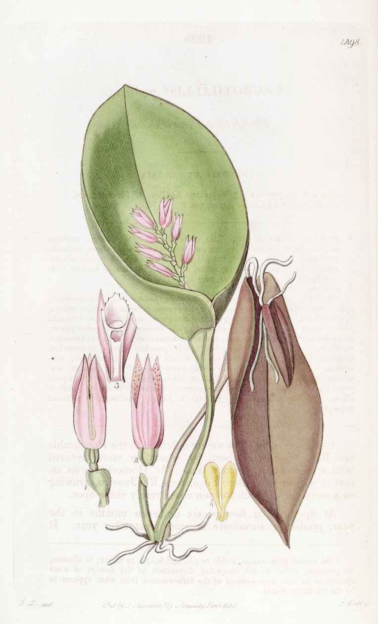 Acianthera prolifera (syn. Pleurothallis prolifera) tekijältä S. Watts