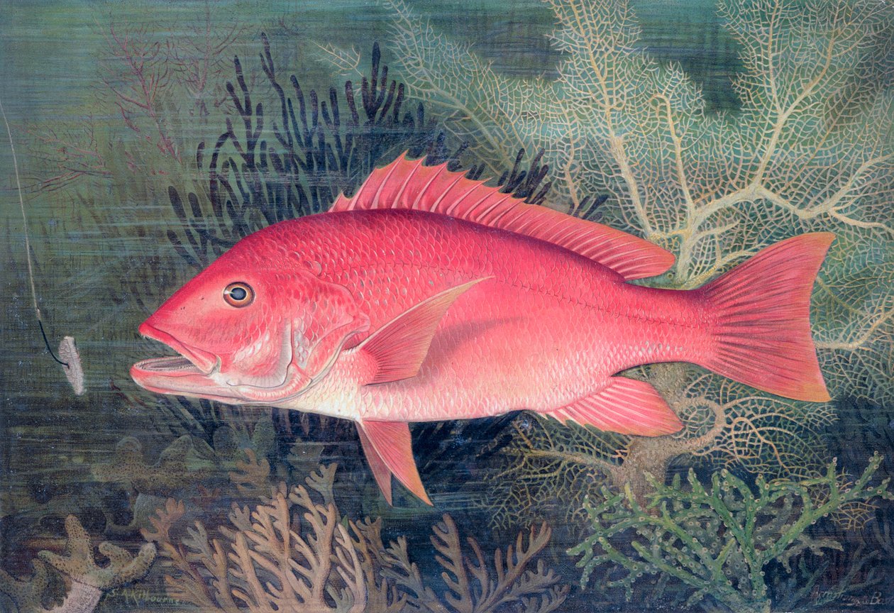 Red Snapper, 1878 tekijältä SA Kilourne