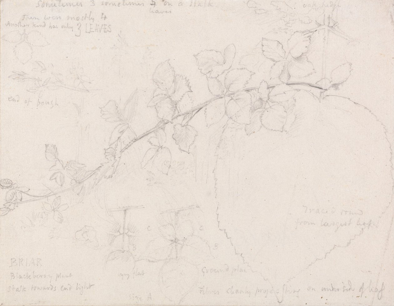 Brambles tekijältä Samuel Palmer