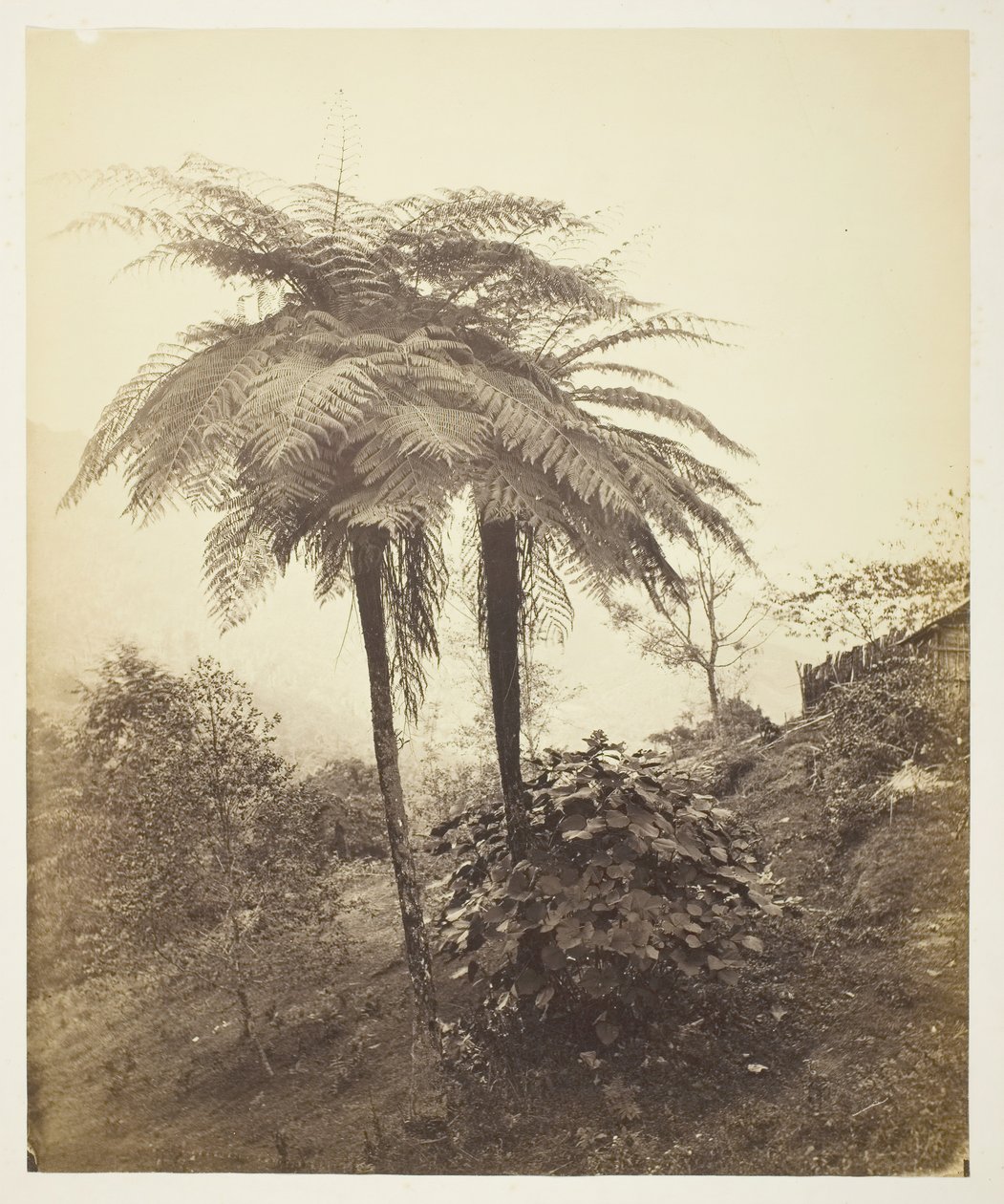 Saniainen, palkintokuva, 1863. tekijältä Samuel Bourne