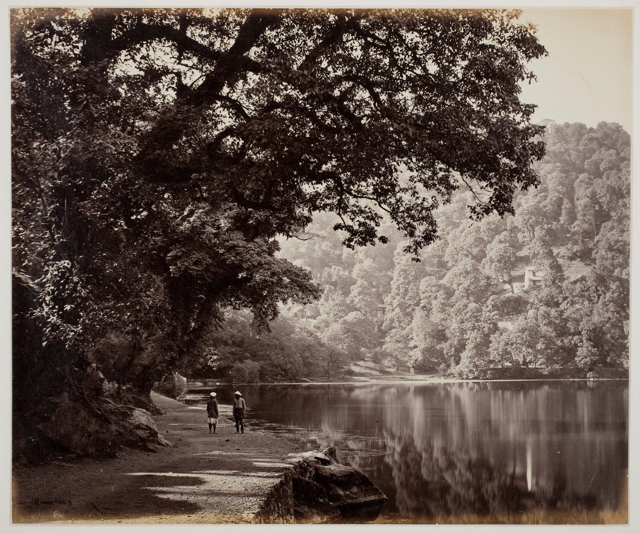 Nimetön [puut lähellä vettä, Intia], 1870-luku. tekijältä Samuel Bourne