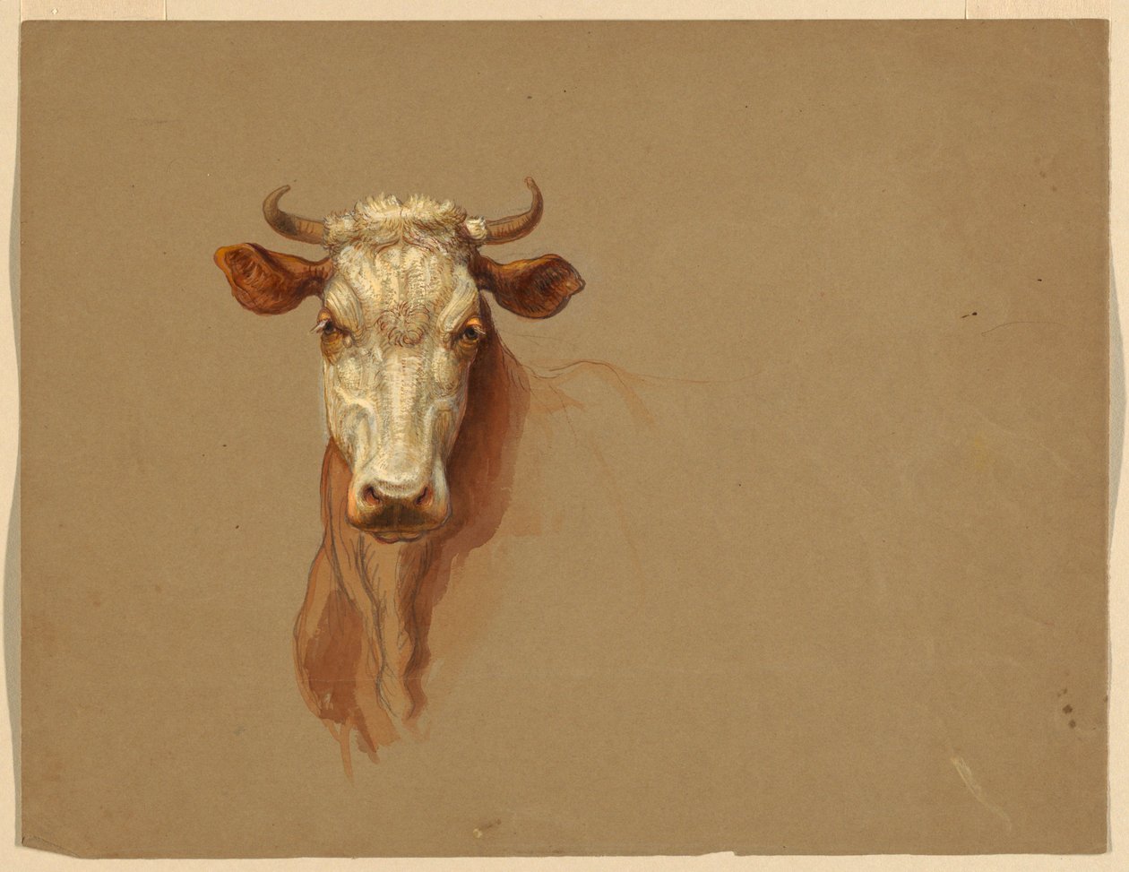 Dos estudis de Cattlefinnish tekijältä Samuel Colman