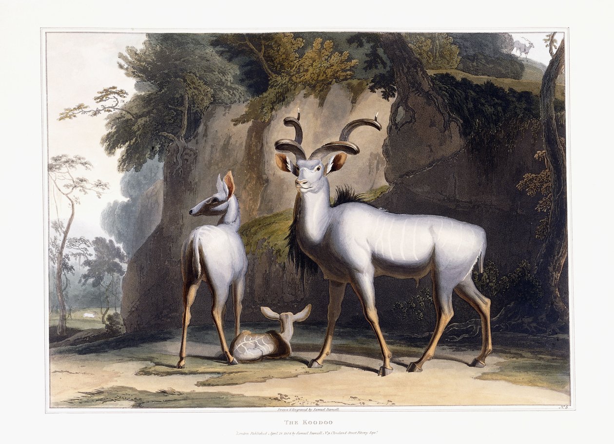 Koodoo, 1804 tekijältä Samuel Daniell