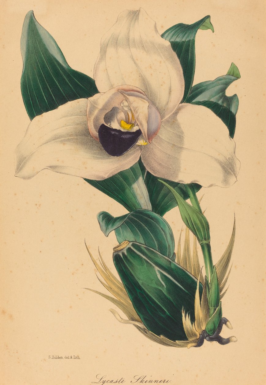 Lycaste Skinneri tekijältä Samuel Holden