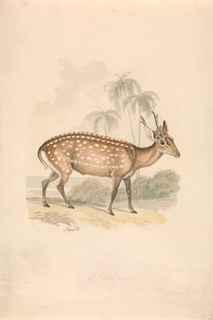 Hog Deer tekijältä Samuel Howitt
