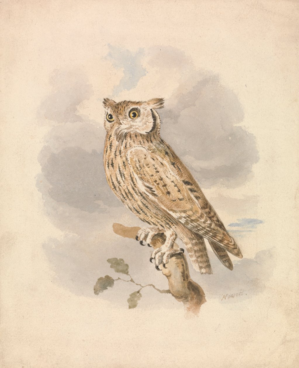 Scops Pöllö tekijältä Samuel Howitt