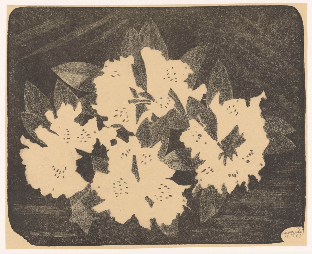 Rhododendron tekijältä Samuel Jessurun de Mesquita (signed by artist)