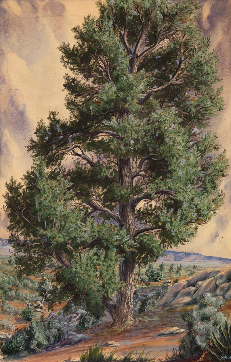 Mänty tekijältä Sandow