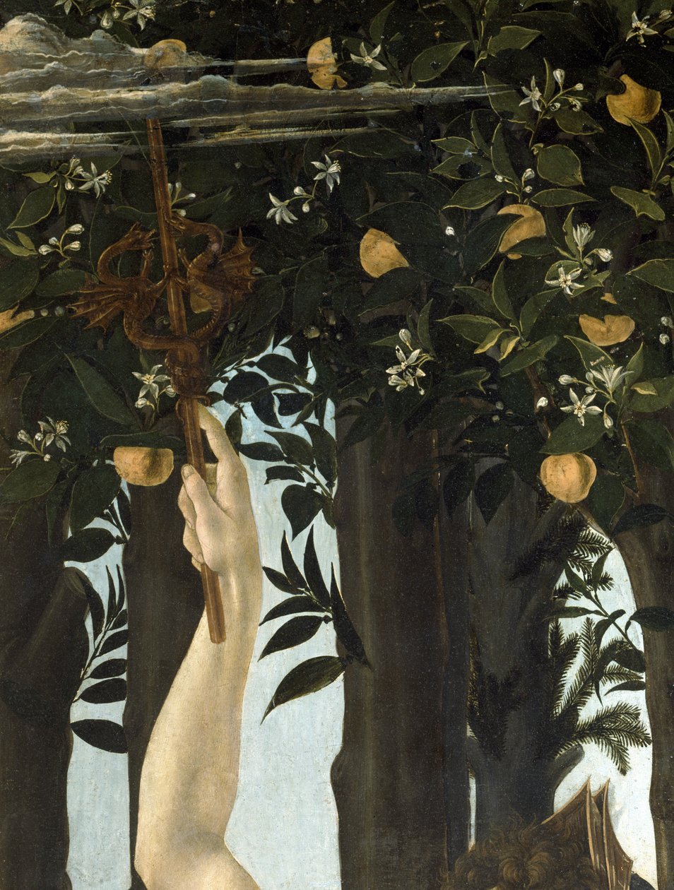 Primavera, n. 1478, tempera paneelin yksityiskohdassa 558 tekijältä Sandro Botticelli