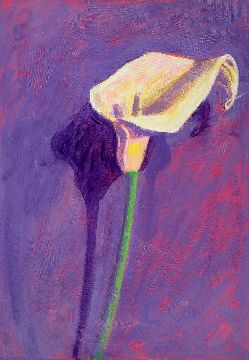 Arum Lily (öljy kortille) tekijältä Sara Hayward