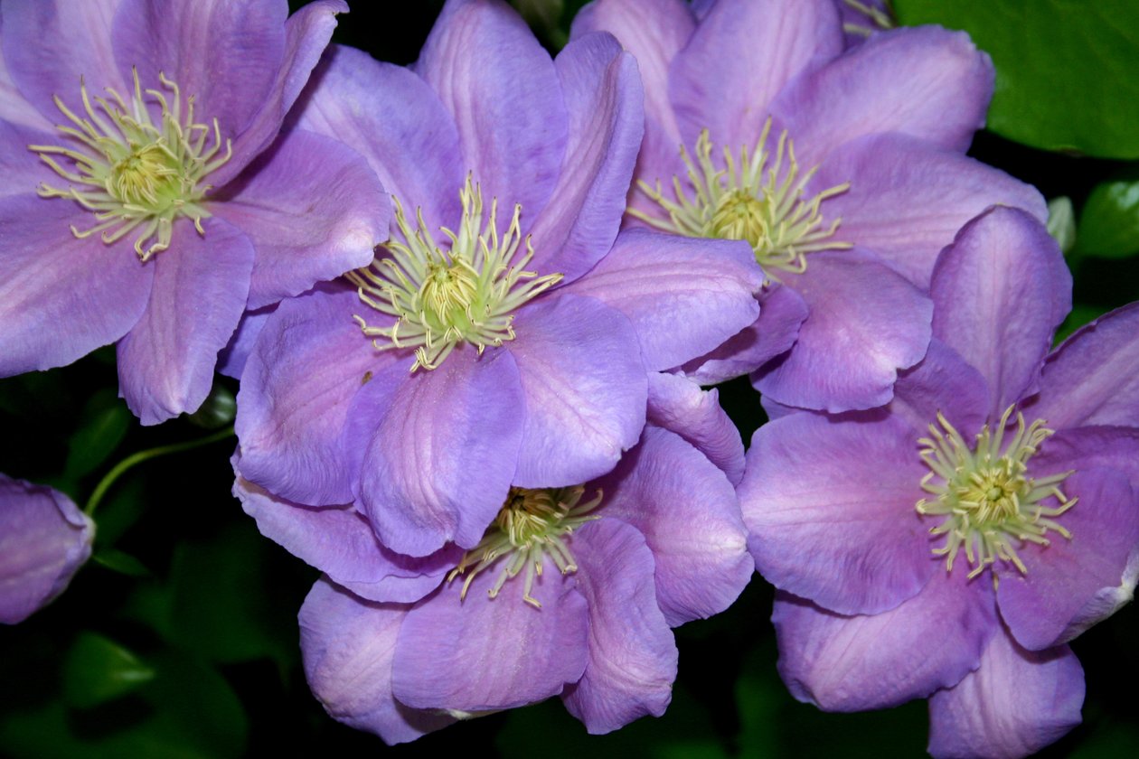 Clematis-jengi tekijältä Sarah OToole