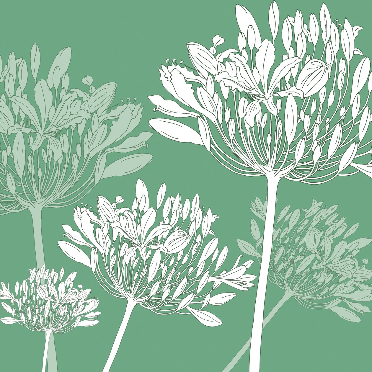 Agapanthus Breeze, 2005 (digitaalinen) tekijältä Sarah Hough