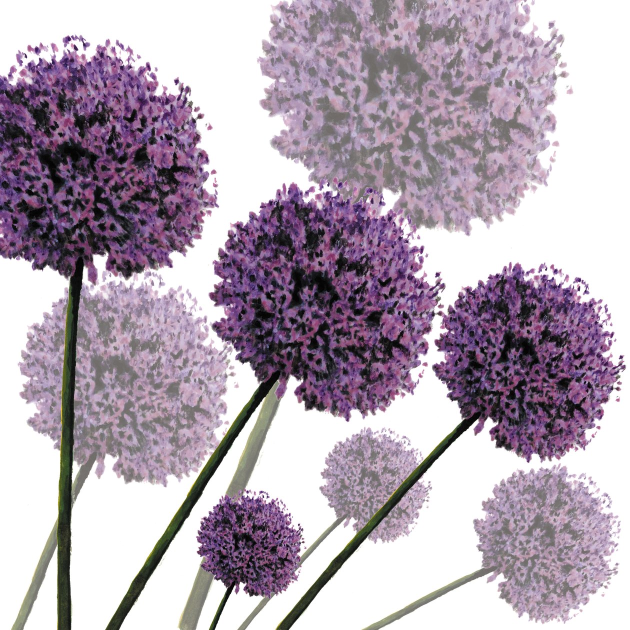 Allium Fernandez, 2004 (digitaalinen) tekijältä Sarah Hough