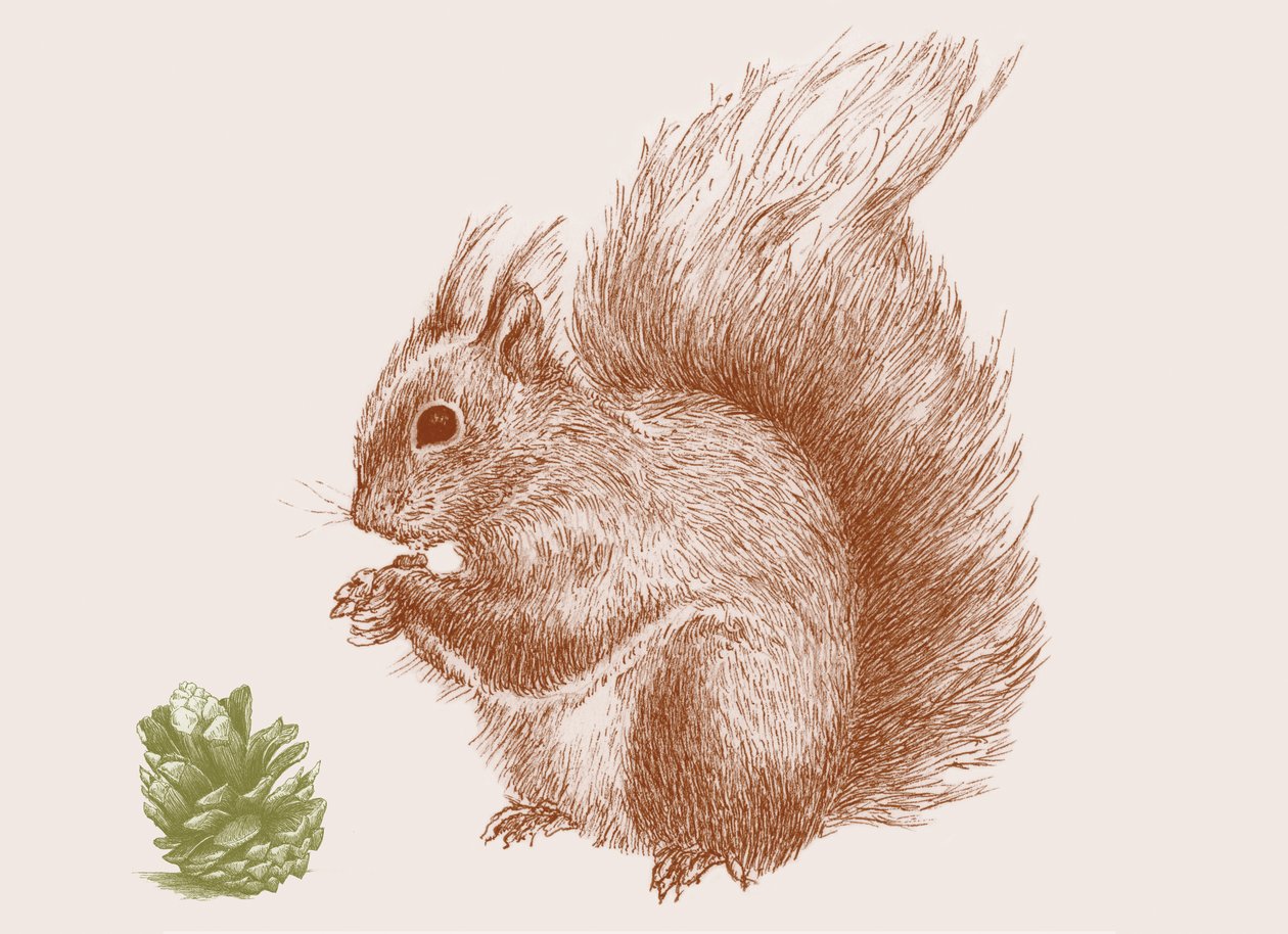 Orava, 2017 tekijältä Sarah Hough