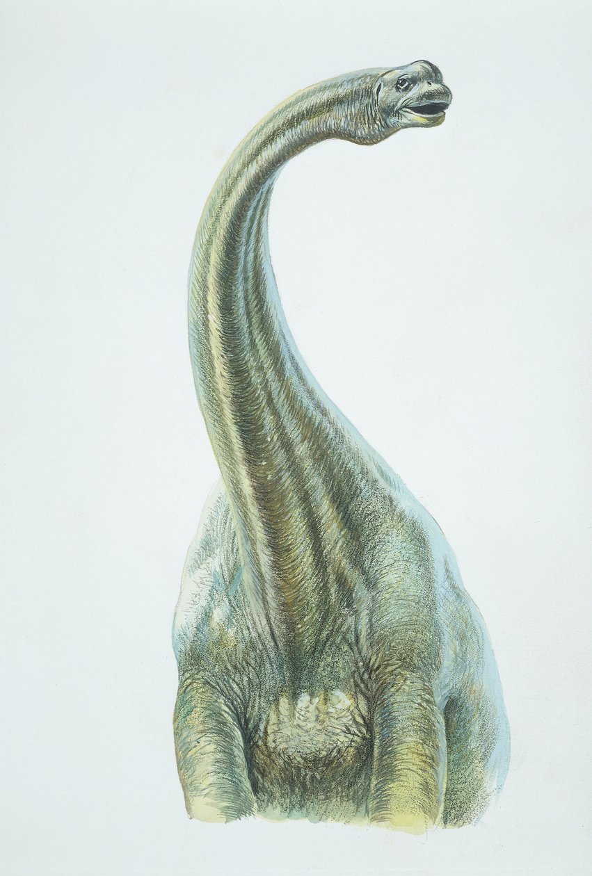 Brontosaurus, Jurassic (väri litho) tekijältä School Italian