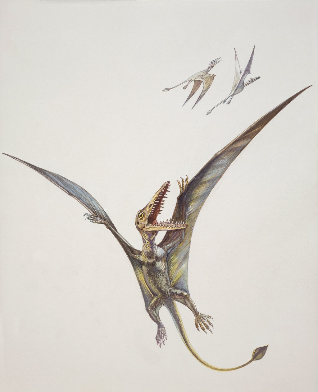 Rhamphorhynchoid, Jurassic (väri litho) tekijältä School Italian