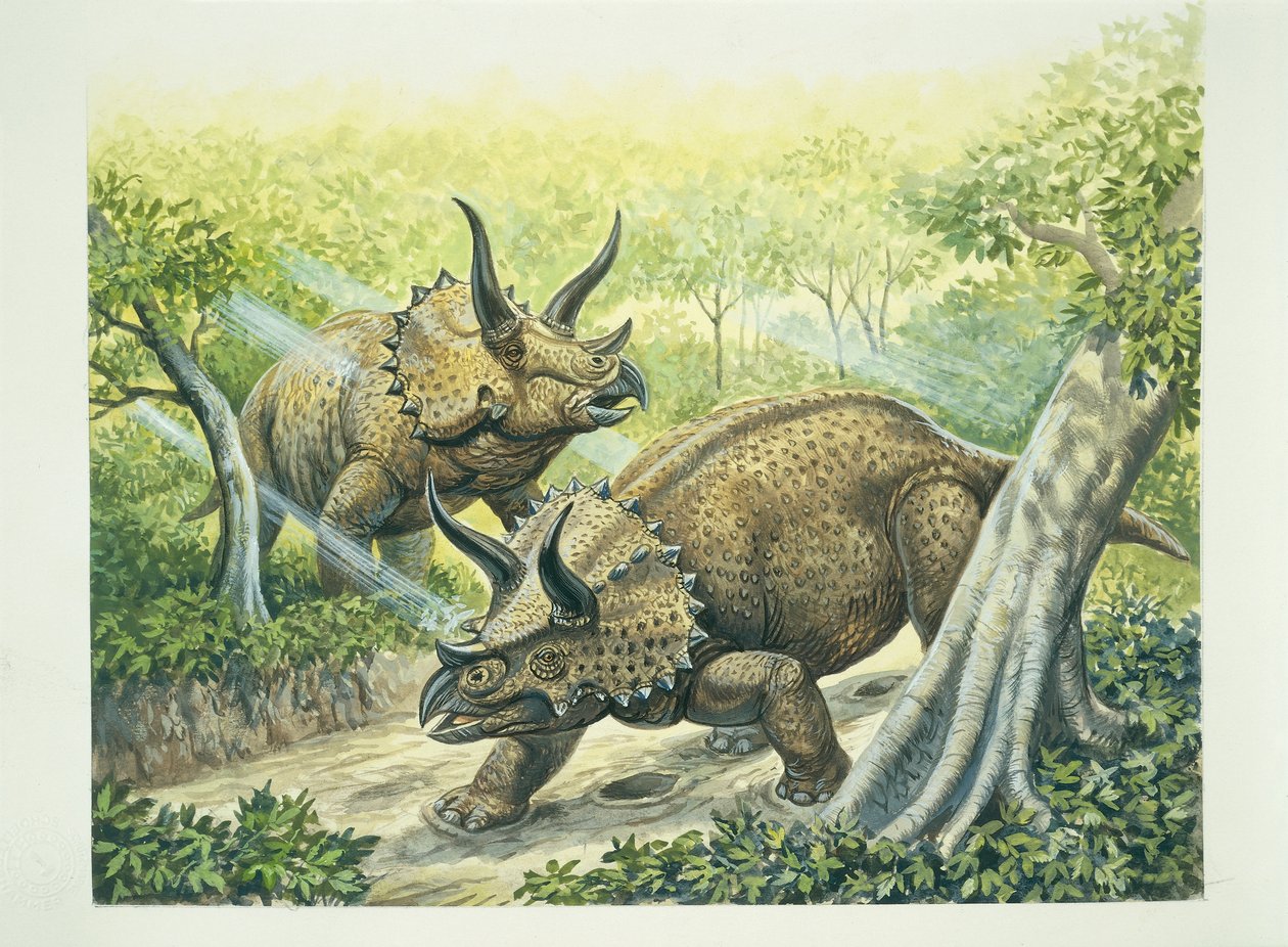 Triceratops horridus, liitukausi (väri litho) tekijältä School Italian