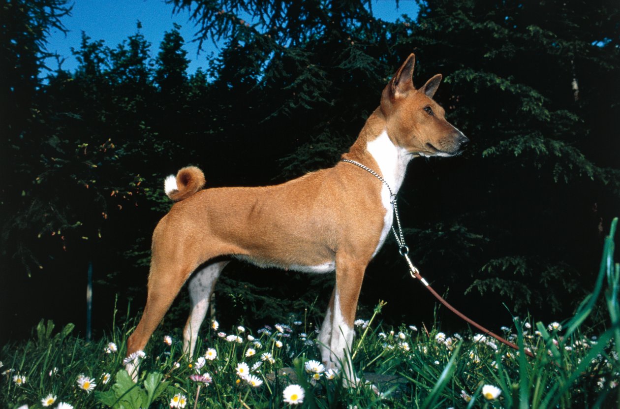 Basenji Dog (kuva) tekijältä R. and Smith Simkin
