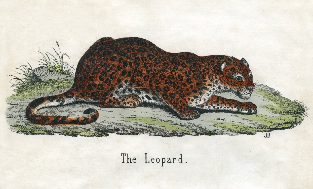 Afrikkalaisen leopardin antiikkikuvio tekijältä Scottish School