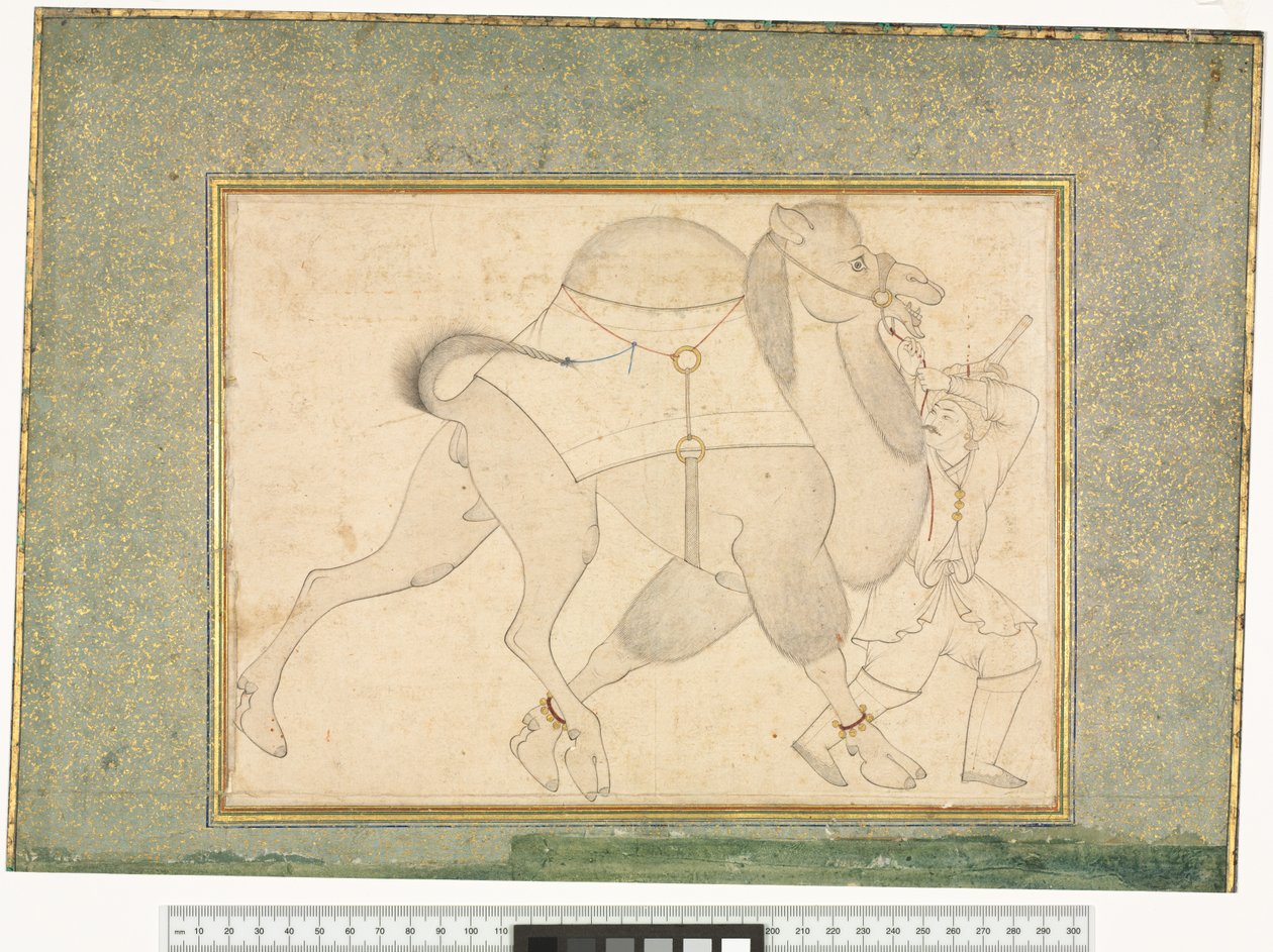 Kameli ja sulhanen, n. 1545–1576 tekijältä Shaykh Muhammad