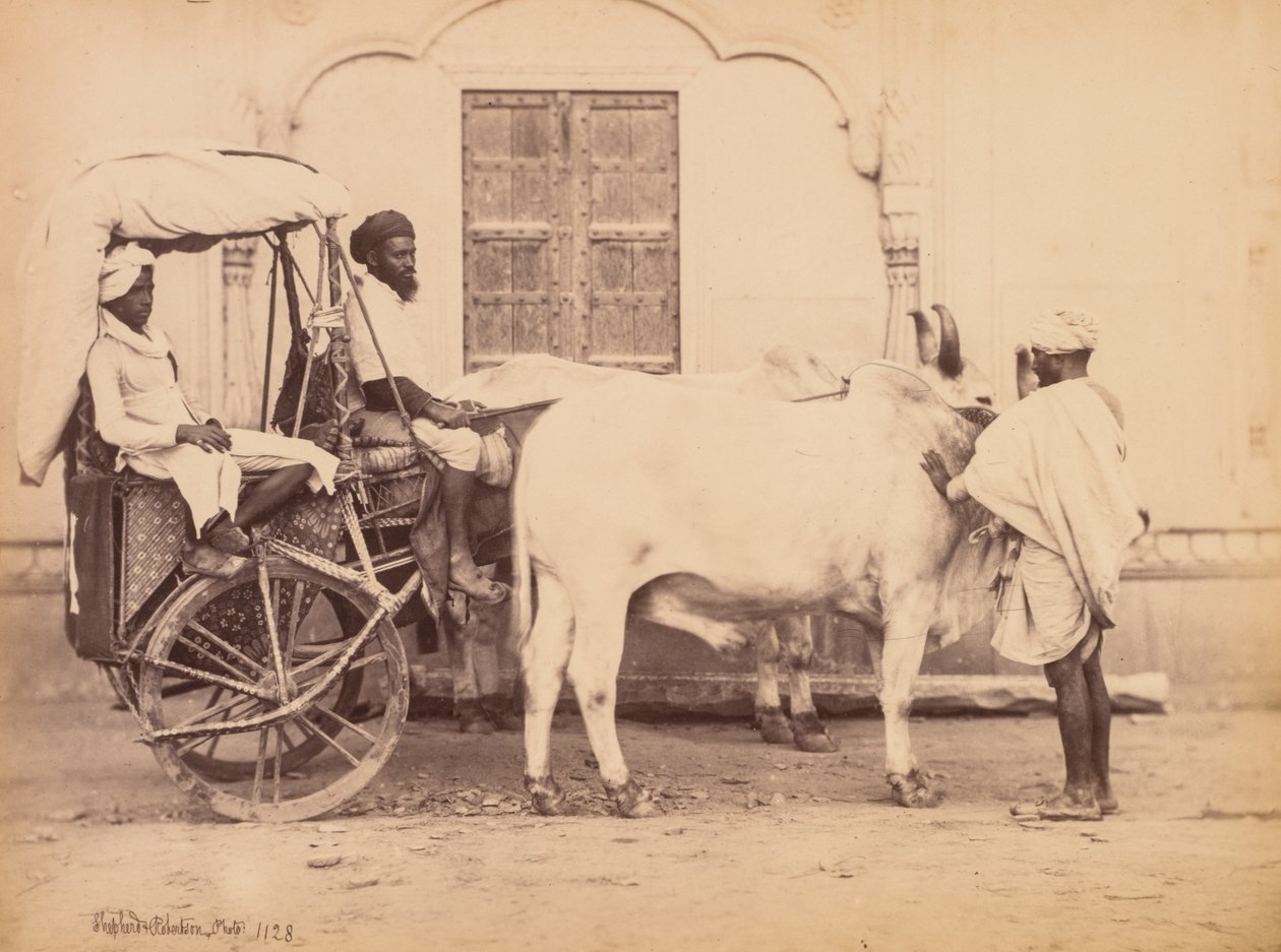 Bullock Cart, Delhi tekijältä Shepherd and Robertson