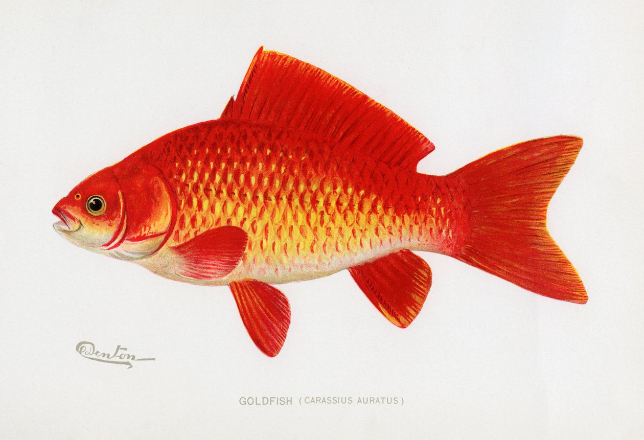 Kultakala (Carassius auratus) tekijältä Sherman Foote Denton