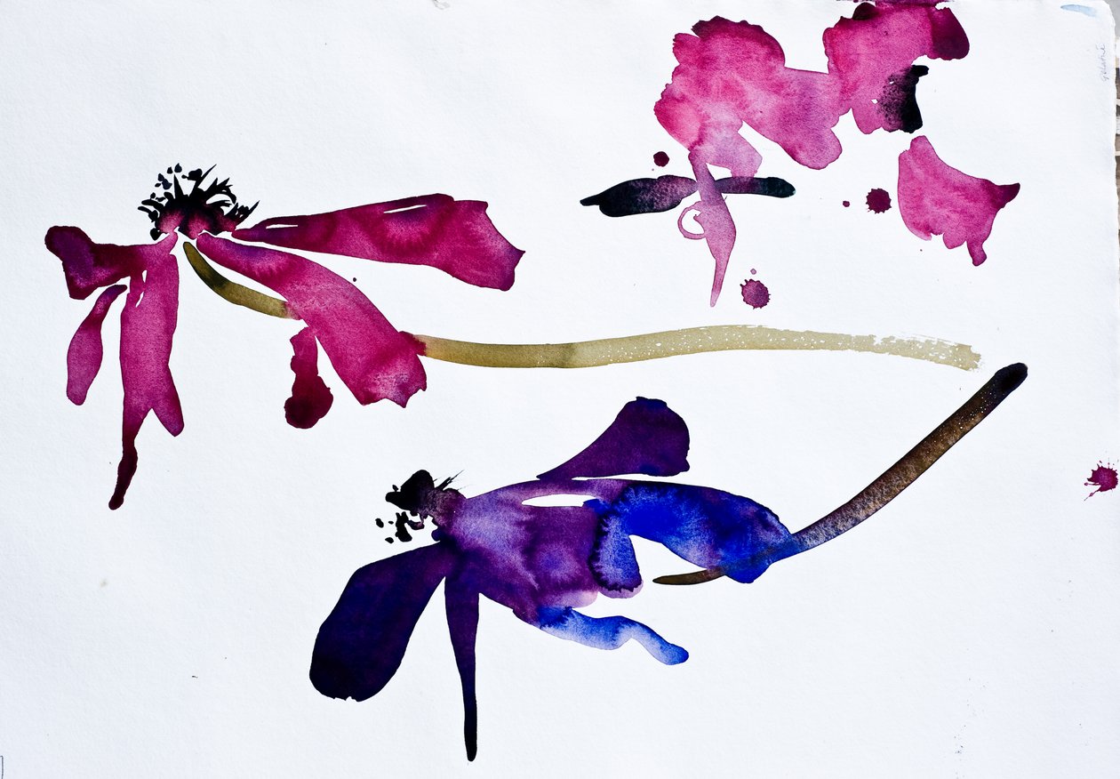 Anemoneja (akvarelli paperille) tekijältä Simon Fletcher