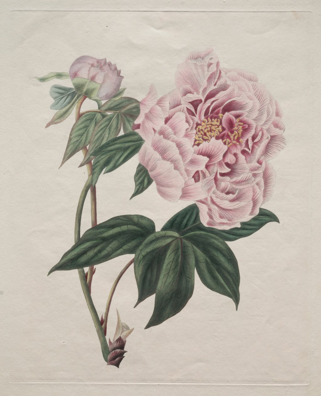 Kiinalainen pioni Paeonia suffruticosa, n. 1820. tekijältä Smith