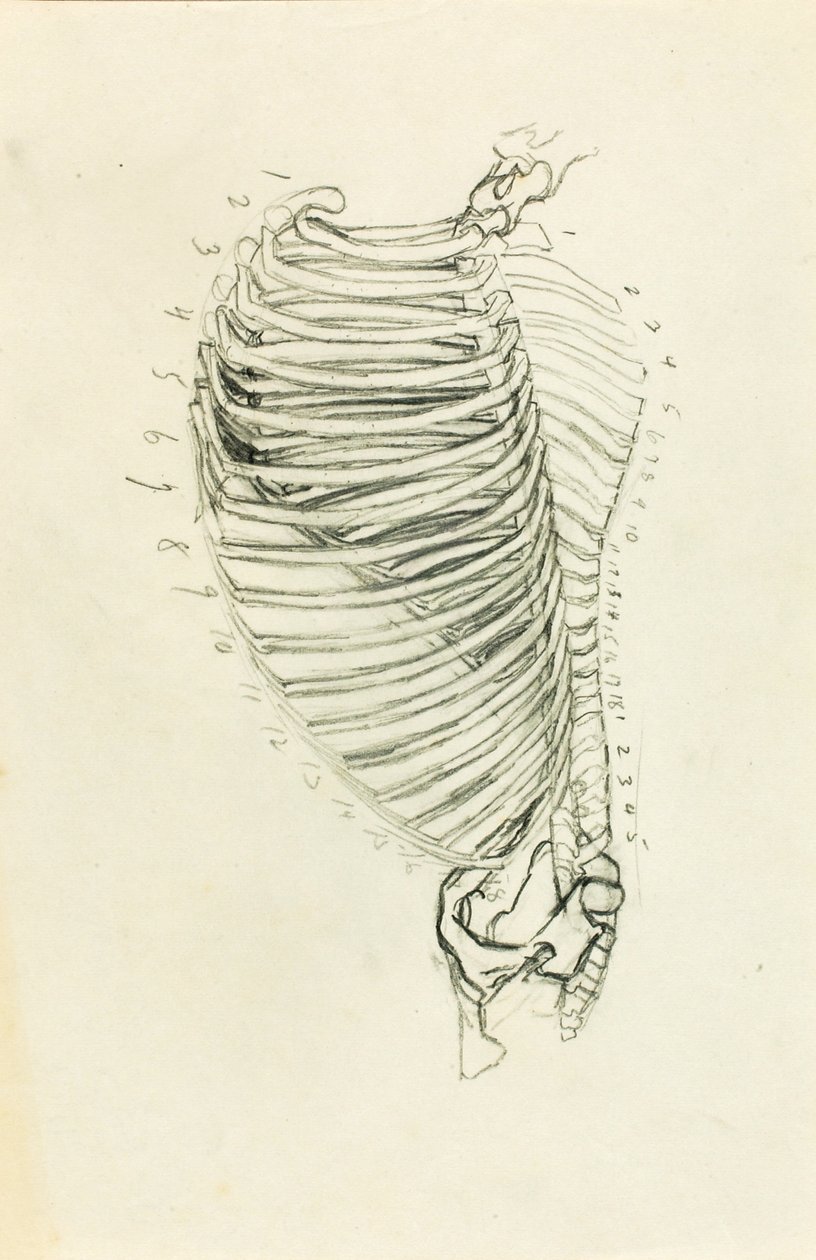 Anatomia tekijältä Solon H. Borglum