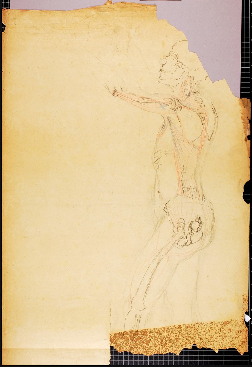 Anatomian tutkimus tekijältä Solon H. Borglum