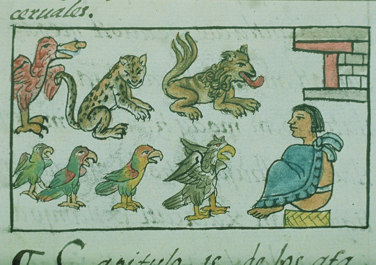 rouva Palat. 218-220 Kirja IX Atsteekkien keisarin eläimet, Bernardino de Sahagunin "Florentinan koodeksista", n. 1540-85 tekijältä Spanish School