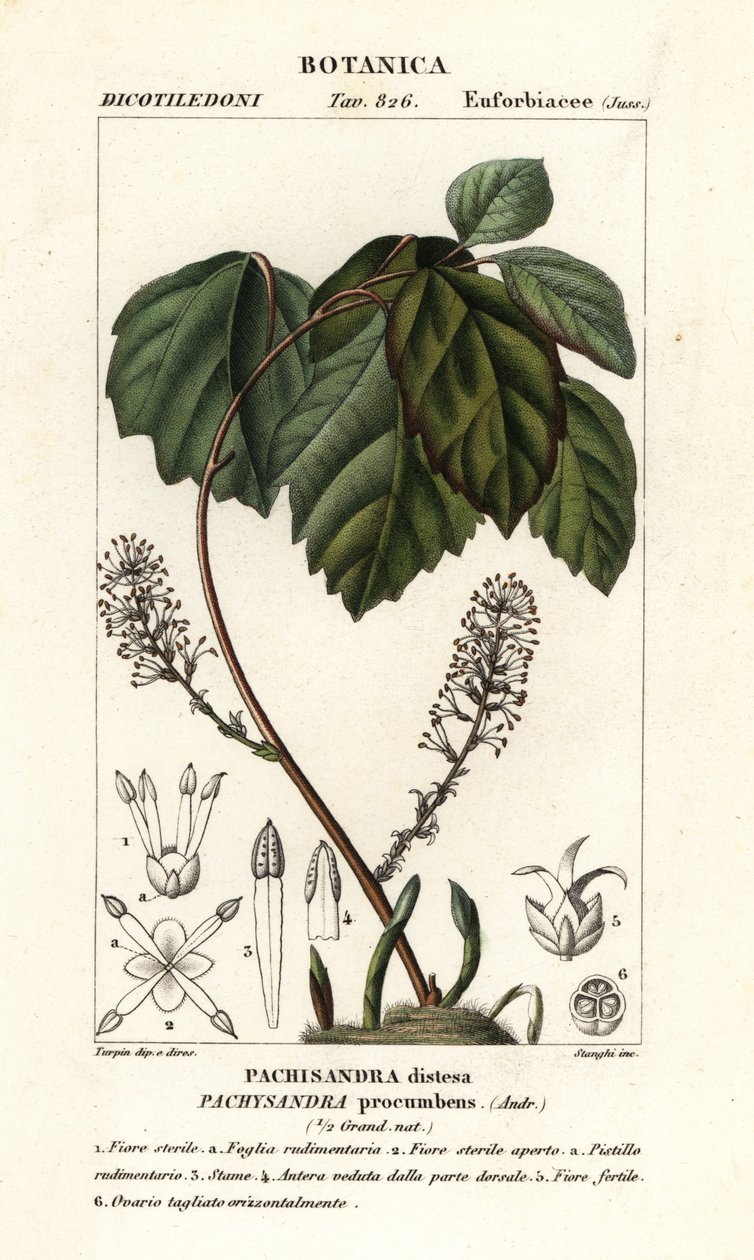 Allegheny flush, Pachysandra kumartunut tekijältä Stanghi Stanghi