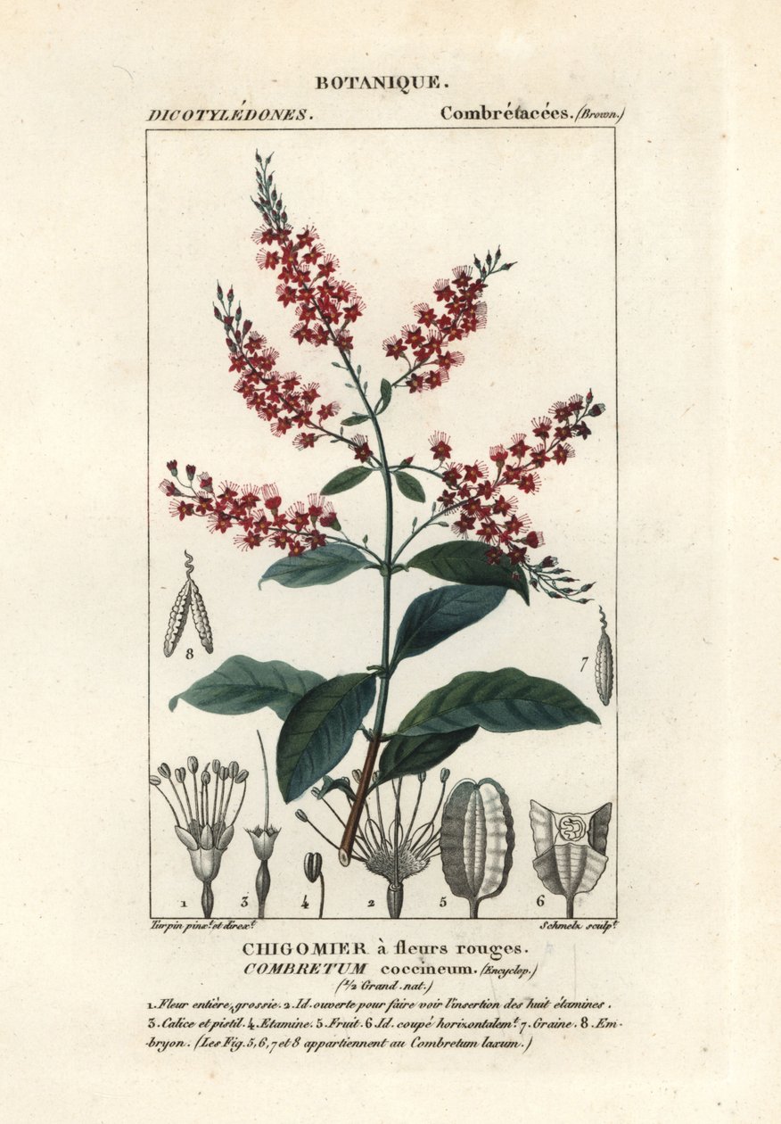 Bushwillow, Combretum coccineum tekijältä Stanghi Stanghi