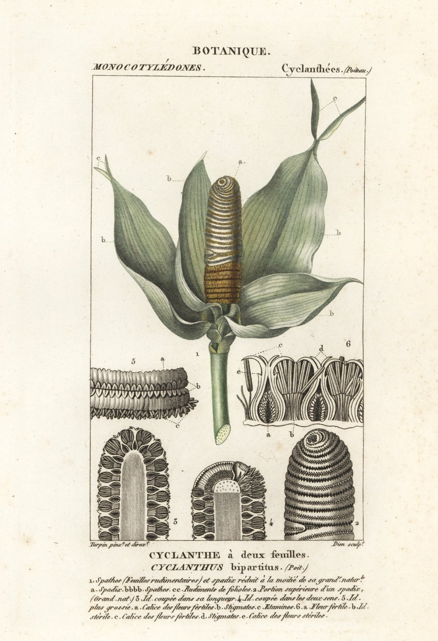 Cyclanthus bipartitus tekijältä Stanghi Stanghi