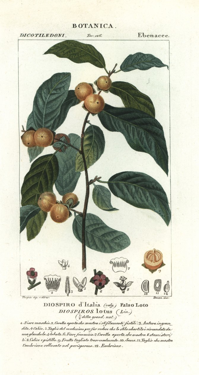 Taateliluumu, Diospyros Lotus tekijältä Stanghi Stanghi