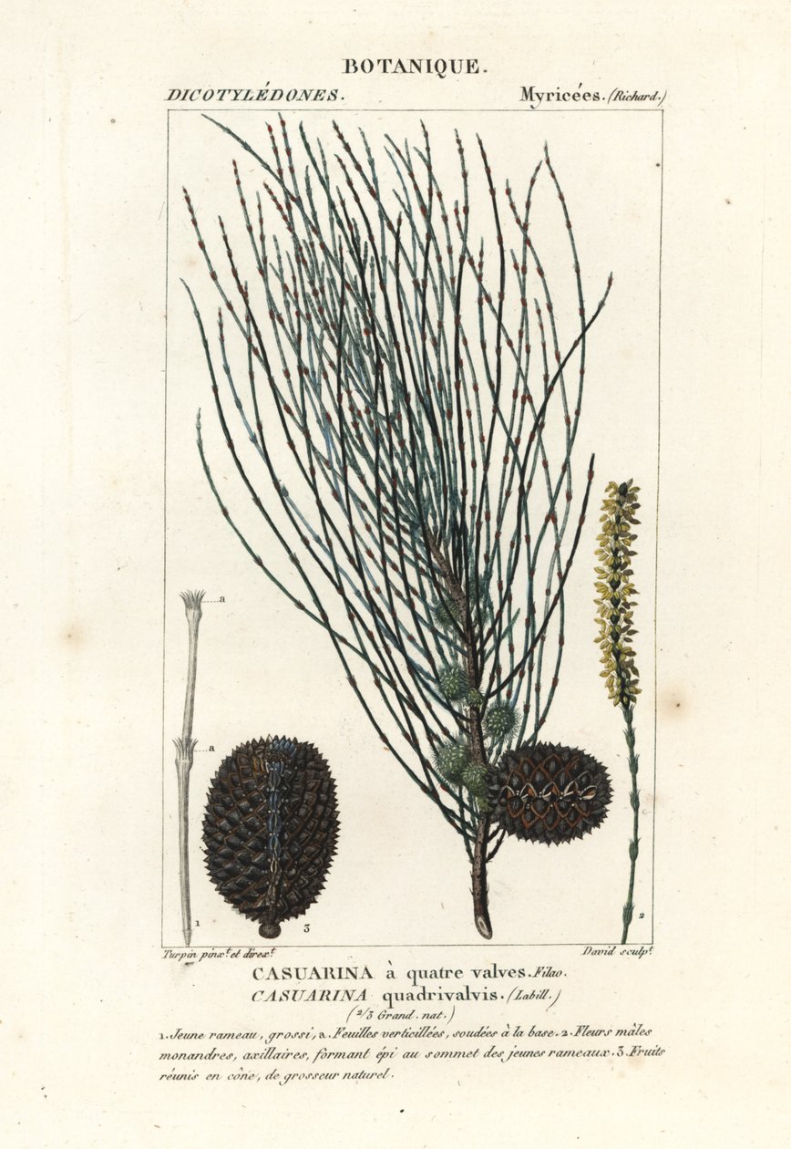 Riippuva tammi, Allocasuarina verticillata tekijältä Stanghi Stanghi