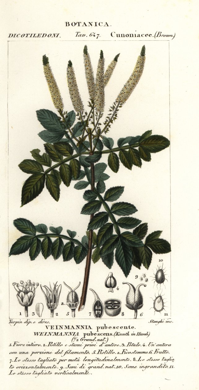 Encenillo, Weinmannia pubescens tekijältä Stanghi Stanghi