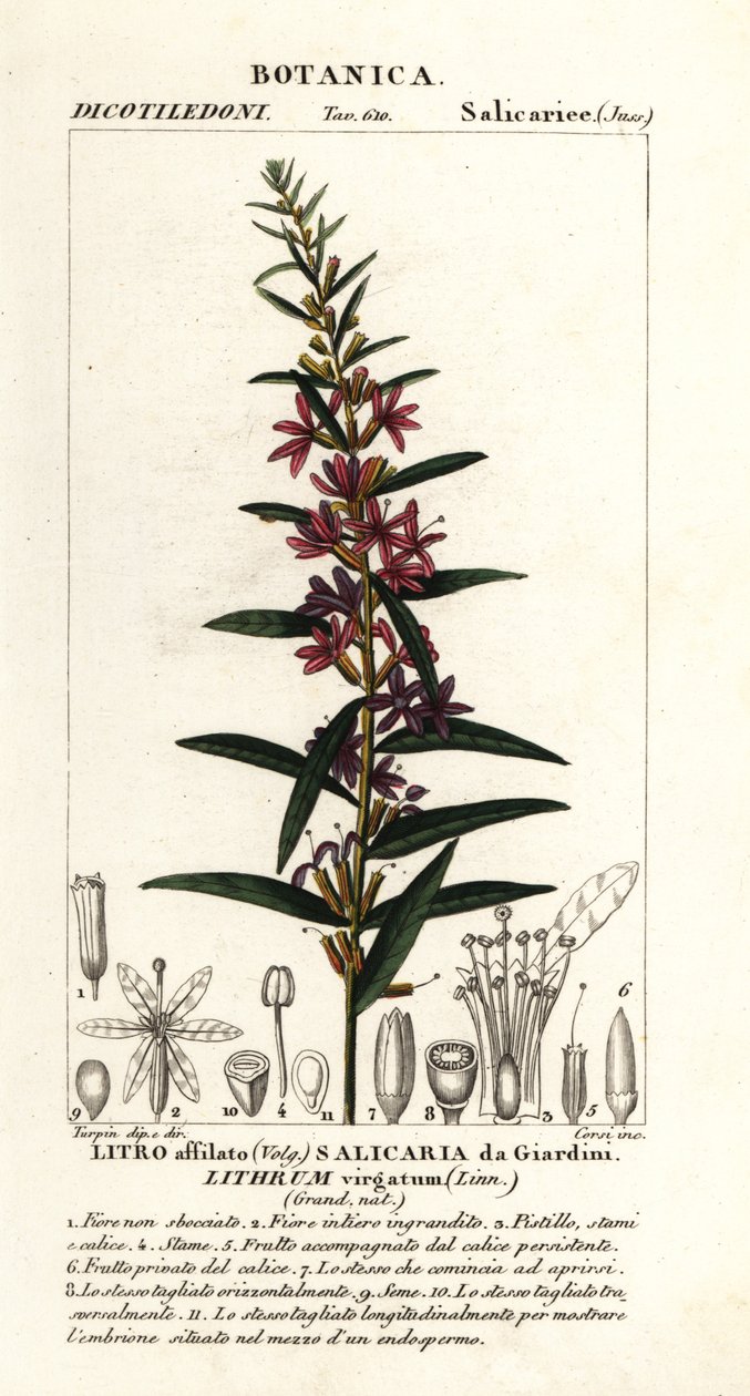 Eurooppalainen irtosauva, Lythrum virgatum tekijältä Stanghi Stanghi