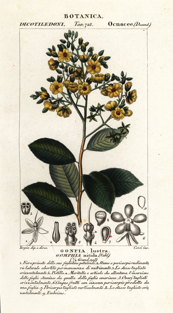 Gomphia nitida tekijältä Stanghi Stanghi