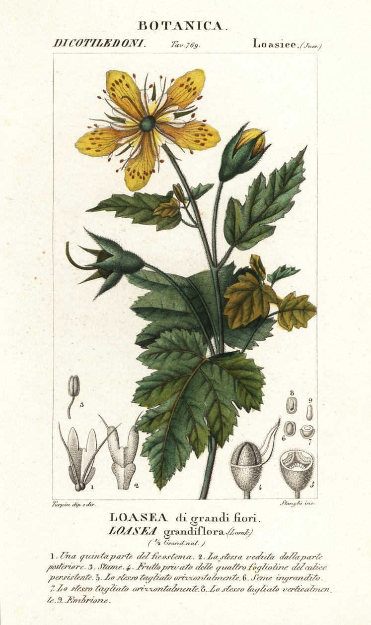 Loasea grandiflora tekijältä Stanghi Stanghi
